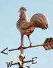 barnyard roosters